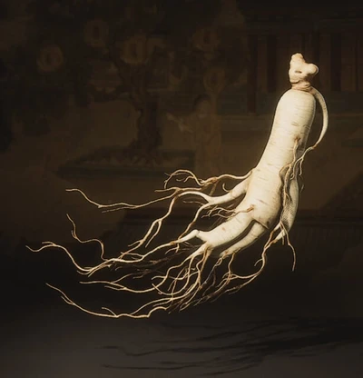 Aged Ginseng